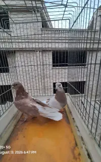 چند جفت کبوتر پرشی
