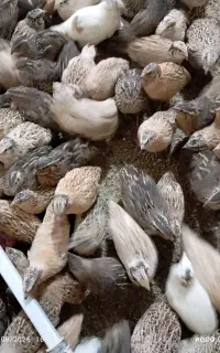 فروش بلدرچین