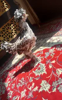 مرغ و جوجه