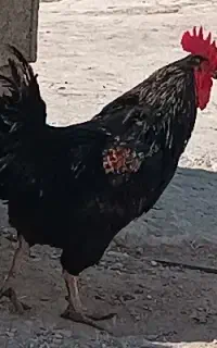 ۳ عددخروس