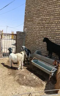 شیرکن و دوبر فروشی