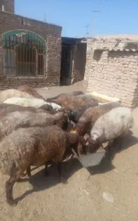 میش کردی
