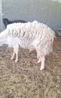 قوچ