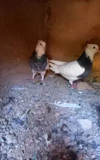 کبوتر طوقی