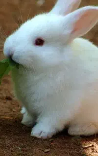 خرگوش چشم قرمز