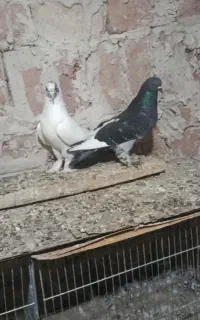 سسلی رگباری