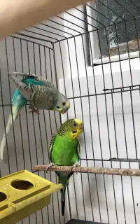 مرغ عشق جفت