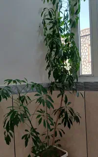 گل طبیعی