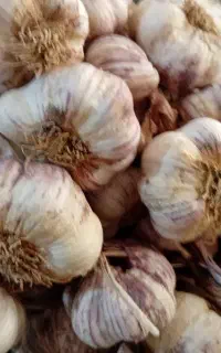 سیر همدان مستقیم سبدی کیلو ۱۸۰ درشت پر مغز