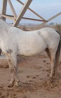 اسب درشادگان