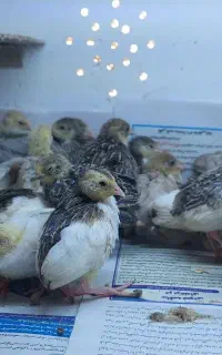 مینیاتوری پنگوئنی بلدرچین آپارتمانی جوجه ۲۵ روزه