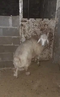 بره