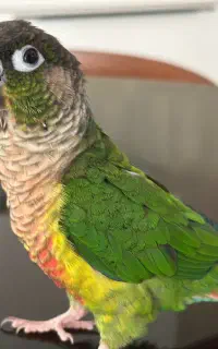 پرنده