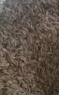 تخمه طرح ایرانی قیمت مناسب عمده