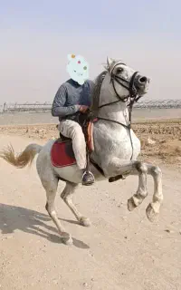 اسب