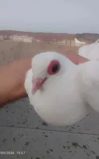 قرمز گوز