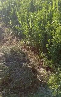 یونجه