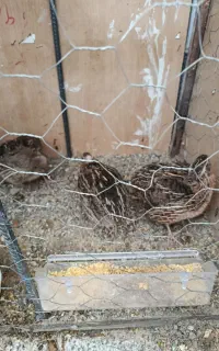 بلدرچین