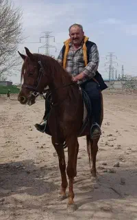 اسب مادیان عرب آبستن