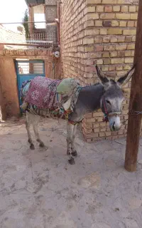 الاغ مزرعه سالم
