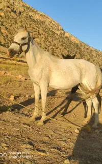 مادیون نژاد سیروان