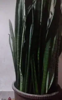 گل زیبا