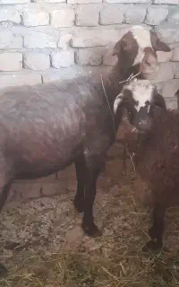 میش و بره