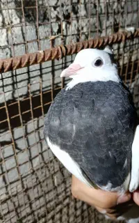 کبوتر