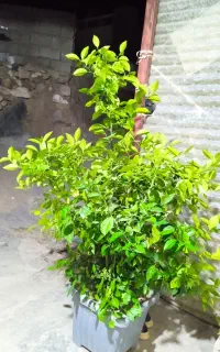 درخت پرتقال