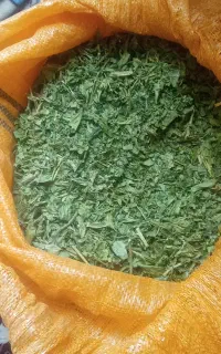 کرفس کوهی خشک تازه
