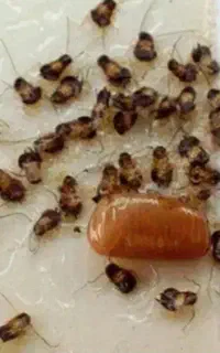 سمپاشی ساس وسوسک ضمانتی