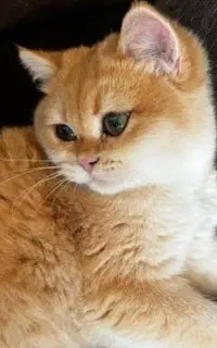 گربه