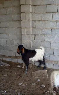 کهره