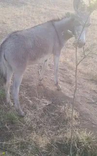 کری الاغ ۴ماهه ماده