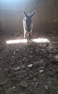 خر سالم و سرحال قیمت توافقی