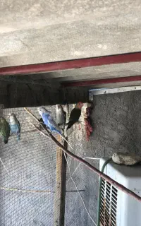 طوطی کوتوله