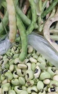 لوبیا چشم بلبلی