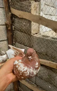 کبوتر پرشی ۴ ساعت  بالا