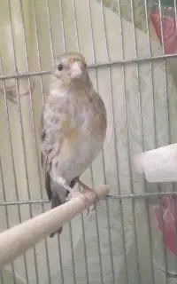 سهره قناری جوجه