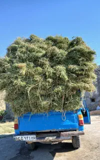 یونجه