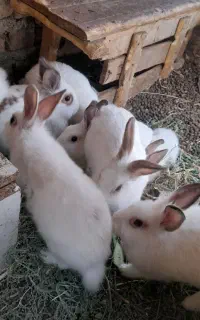 خرگوش نر و ماده