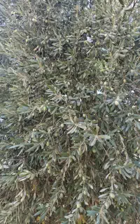 زیتون محلی