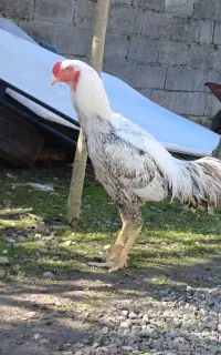 فروش مرغ و خروس لاری فوری