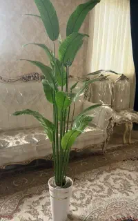 دکوراسیون خاص با درختچه پرنده بهشتی