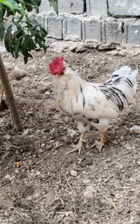 مرغ و خروس