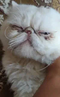 گربه بازیگوش