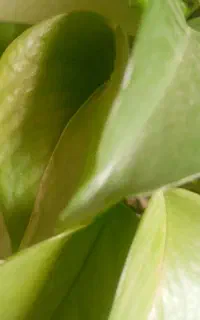 کاه علف ویونجه مخلوط