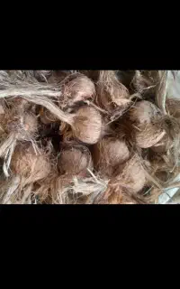 فروش وکاشت پیاز زعفران