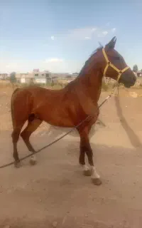 اسب