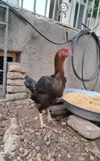 مرغ لاری افغان کلنگی اصیل